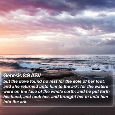 Genesis 8:9 ASV Bible Verse Image