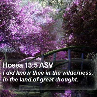 Hosea 13:5 ASV Bible Verse Image