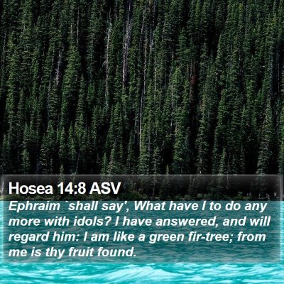 Hosea 14:8 ASV Bible Verse Image