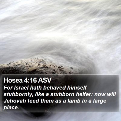 Hosea 4:16 ASV Bible Verse Image