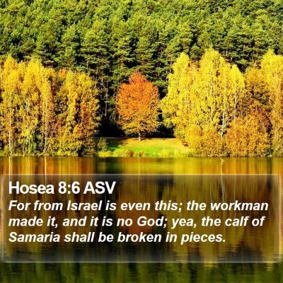 Hosea 8:6 ASV Bible Verse Image