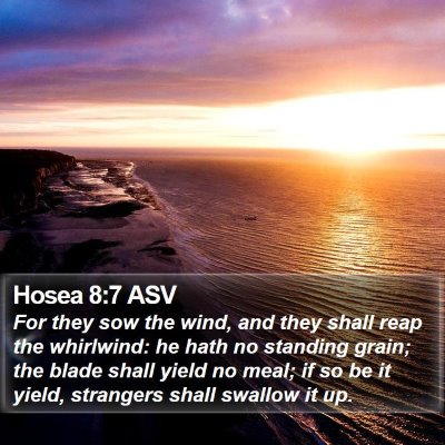 Hosea 8:7 ASV Bible Verse Image