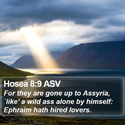 Hosea 8:9 ASV Bible Verse Image