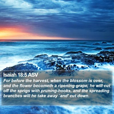 Isaiah 18:5 ASV Bible Verse Image