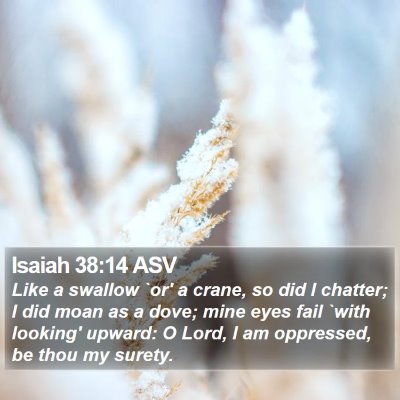 Isaiah 38:14 ASV Bible Verse Image