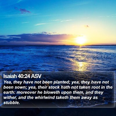 Isaiah 40:24 ASV Bible Verse Image