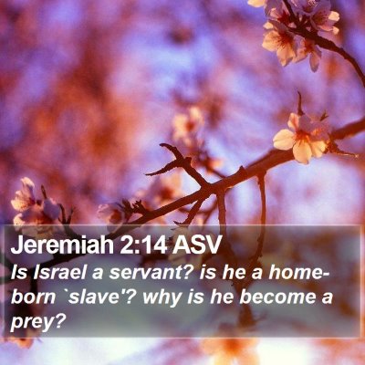 Jeremiah 2:14 ASV Bible Verse Image