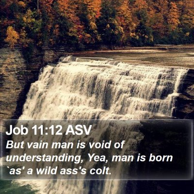 Job 11:12 ASV Bible Verse Image