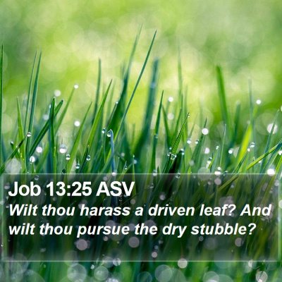 Job 13:25 ASV Bible Verse Image