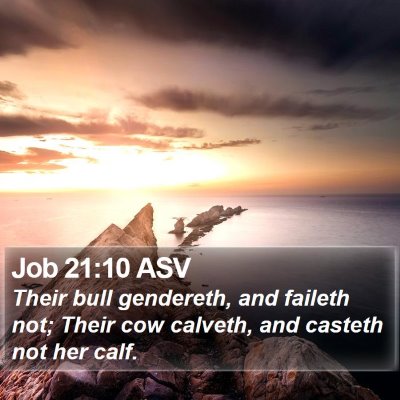 Job 21:10 ASV Bible Verse Image
