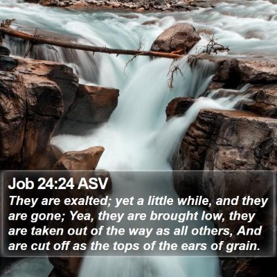 Job 24:24 ASV Bible Verse Image