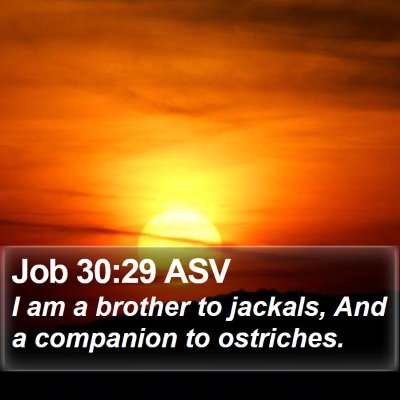 Job 30:29 ASV Bible Verse Image