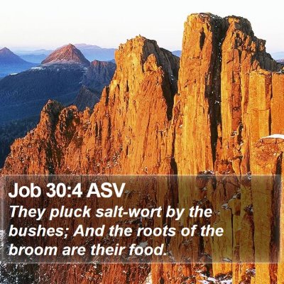Job 30:4 ASV Bible Verse Image