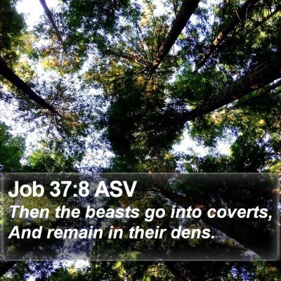 Job 37:8 ASV Bible Verse Image