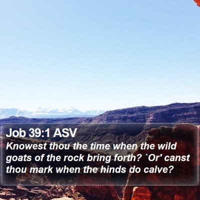 Job 39:1 ASV Bible Verse Image