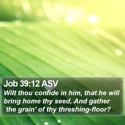 Job 39:12 ASV Bible Verse Image