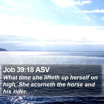 Job 39:18 ASV Bible Verse Image