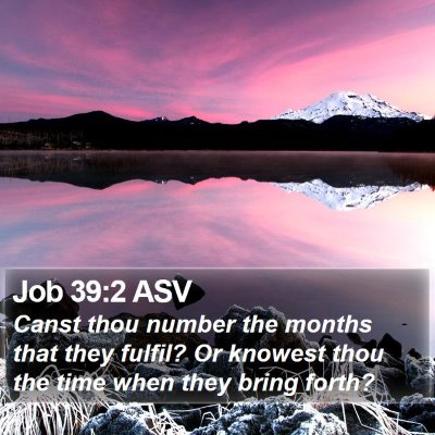 Job 39:2 ASV Bible Verse Image