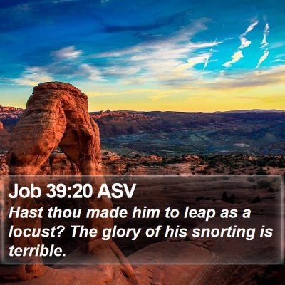 Job 39:20 ASV Bible Verse Image