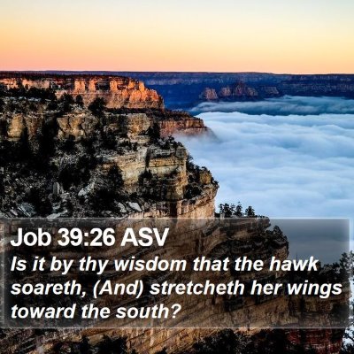 Job 39:26 ASV Bible Verse Image