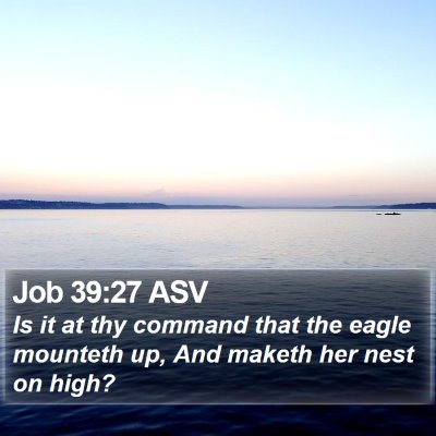 Job 39:27 ASV Bible Verse Image