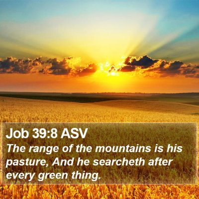 Job 39:8 ASV Bible Verse Image