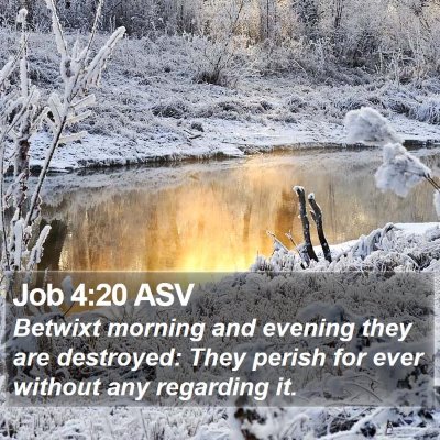 Job 4:20 ASV Bible Verse Image
