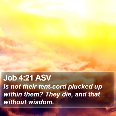 Job 4:21 ASV Bible Verse Image