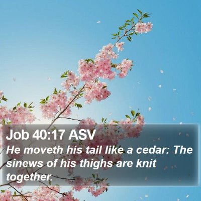 Job 40:17 ASV Bible Verse Image