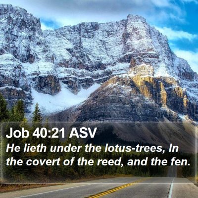 Job 40:21 ASV Bible Verse Image