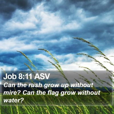 Job 8:11 ASV Bible Verse Image