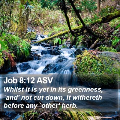 Job 8:12 ASV Bible Verse Image