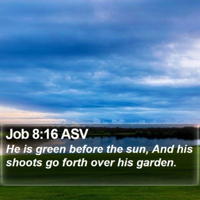 Job 8:16 ASV Bible Verse Image