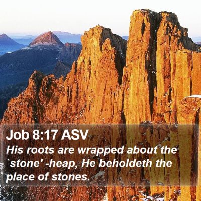 Job 8:17 ASV Bible Verse Image