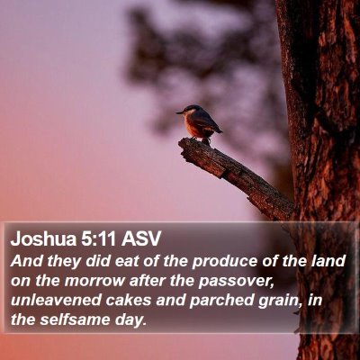 Joshua 5:11 ASV Bible Verse Image