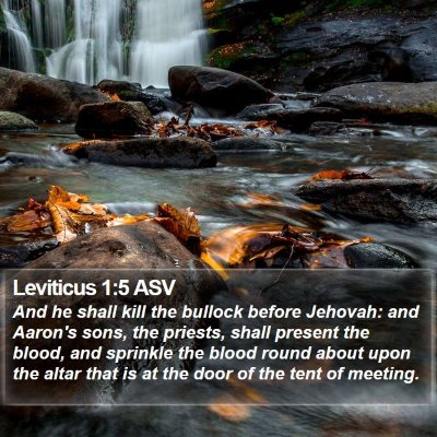 Leviticus 1:5 ASV Bible Verse Image