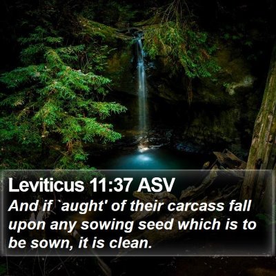 Leviticus 11:37 ASV Bible Verse Image