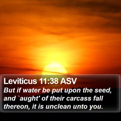 Leviticus 11:38 ASV Bible Verse Image