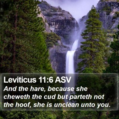 Leviticus 11:6 ASV Bible Verse Image