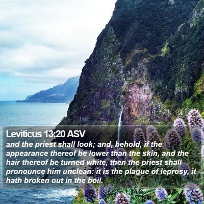 Leviticus 13:20 ASV Bible Verse Image