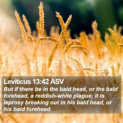 Leviticus 13:42 ASV Bible Verse Image