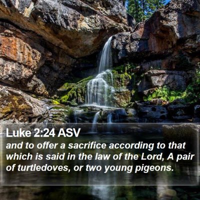 Luke 2:24 ASV Bible Verse Image