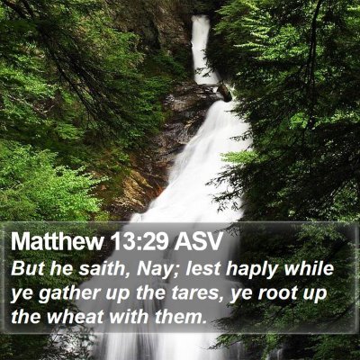 Matthew 13:29 ASV Bible Verse Image