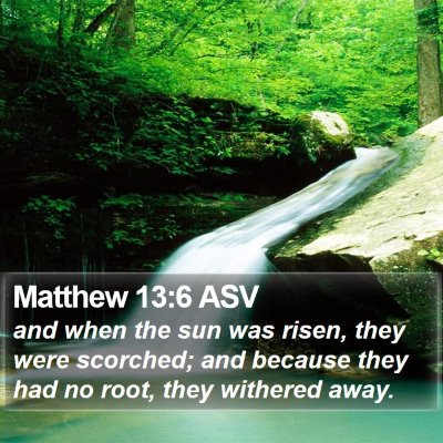 Matthew 13:6 ASV Bible Verse Image