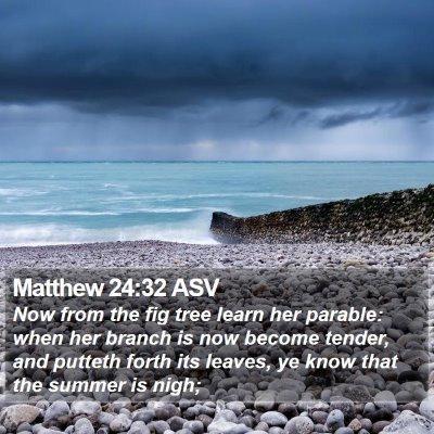 Matthew 24:32 ASV Bible Verse Image