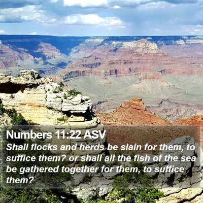 Numbers 11:22 ASV Bible Verse Image