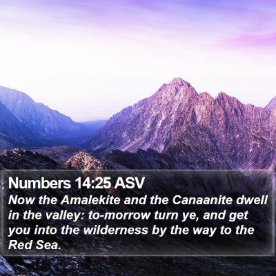 Numbers 14:25 ASV Bible Verse Image