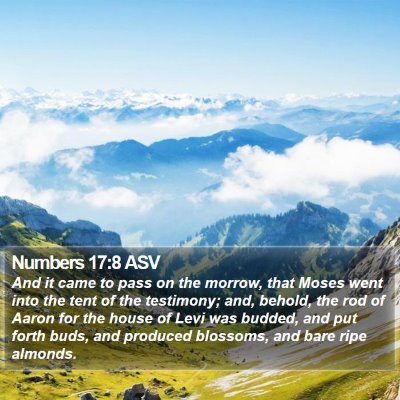 Numbers 17:8 ASV Bible Verse Image