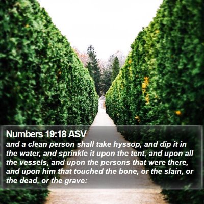 Numbers 19:18 ASV Bible Verse Image
