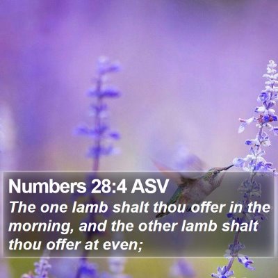 Numbers 28:4 ASV Bible Verse Image